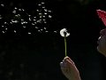 984 - blowing dardelion - MABECK Carl - denmark
